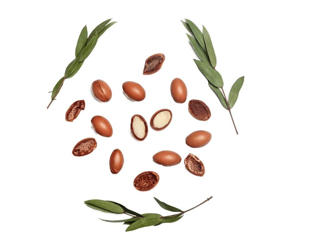 Senegal acacia